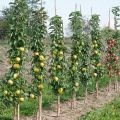 Jabłoń BOLERO - Kolumnowa