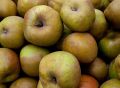 Jabłoń RENETA ZŁOTA