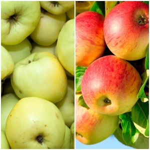 Jabloň DUO - PAPER a JONAGOLD