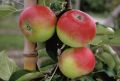 Jabłoń PAPIERÓWKA CZERWONA Geneva Early