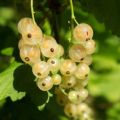 Porzeczka biała BLANCA - na pniu