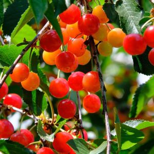 Čerešňa BUTTNERA RED