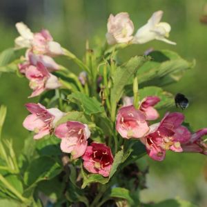 Krík MARJORIE