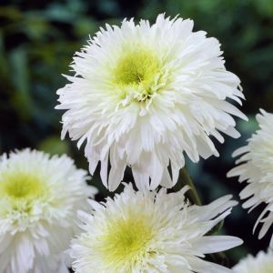 Zlatočech 'Fiona Coghill'