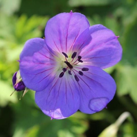 Papraďorast 'Rozanne'