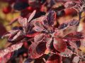 Perukowiec Podolski ROYAL PURPLE