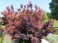Perukowiec Podolski ROYAL PURPLE