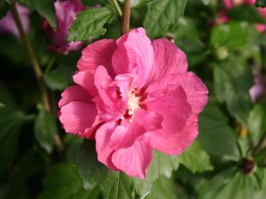 Hibiscus DUC DE BRABANT - ketmia sýrska