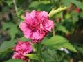 Hibiskus DUC DE BRABANT - ketmia syryjska