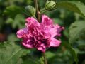 Hibiskus DUC DE BRABANT - ketmia syryjska