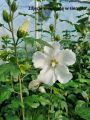 Hibiskus BIAŁY PEŁNY