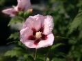 Hibiskus 'Hamabo'