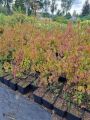 Dereń jadalny CORNUS MAS