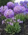 Pierwiosnek PROM LILAC