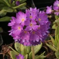 Pierwiosnek PROM LILAC