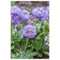 Pierwiosnek PROM LILAC