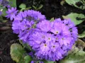 Pierwiosnek PROM LILAC