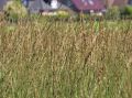 Molinia modra 'Heidebraut'
