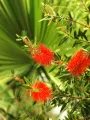 Kuflik cytrynowy SPLENDENS