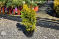 Thuja JANED GOLD - żółty Szmaragd