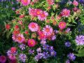 Aster NOWOBELGIJSKI MAGIC PINK