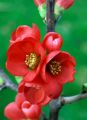 Pigwowiec RUBRA