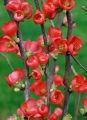 Pigwowiec RUBRA