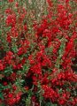 Pigwowiec RUBRA