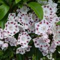Kalmia szerokolistna RADIATA