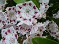 Kalmia szerokolistna RADIATA