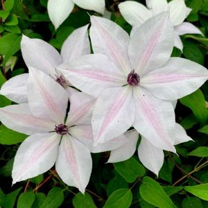 Clematis TSUKIKO