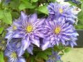 Powojnik MULTI BLUE