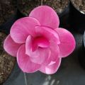 Magnolia WATERMELON