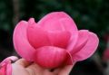 Magnolia WATERMELON