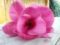 Magnolia WATERMELON