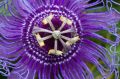 Męczennica cielista PURPLE PASSION