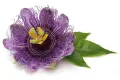 Męczennica cielista PURPLE PASSION