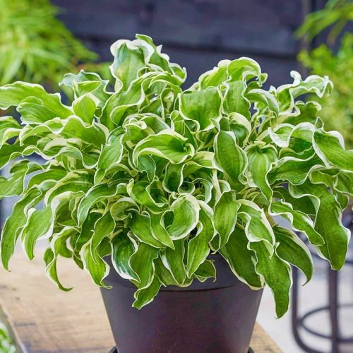 Hosta fungoid LET`S TWIST AGAIN
