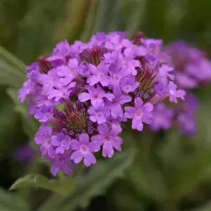 Verbena žilnatá SANTOS