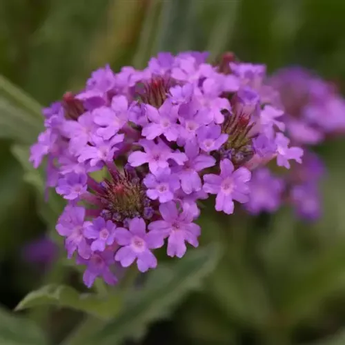Verbena žilnatá SANTOS