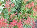 Pieris japoński MAJOR