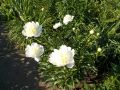 Piwonia jasnożółta PRIMAVERA