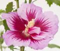 Hibiskus FLOWER TOWER PURPLE / GANDIANI SANTIAGO - ketmia