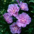 Hibiskus LAVENDER CHIFFON - ketmia syryjska