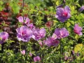 Hibiskus LAVENDER CHIFFON - ketmia syryjska