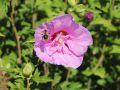 Hibiskus LAVENDER CHIFFON - ketmia syryjska