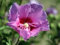Hibiskus LAVENDER CHIFFON - ketmia syryjska
