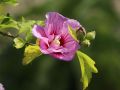 Hibiskus LAVENDER CHIFFON - ketmia syryjska