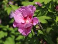 Hibiskus LAVENDER CHIFFON - ketmia syryjska