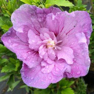 Hibiscus LAVENDER CHIFFON sýrska ketmia